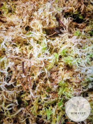Sphagnum moha