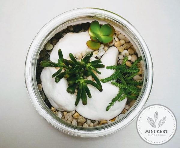 szukkulens florárium felülnézet