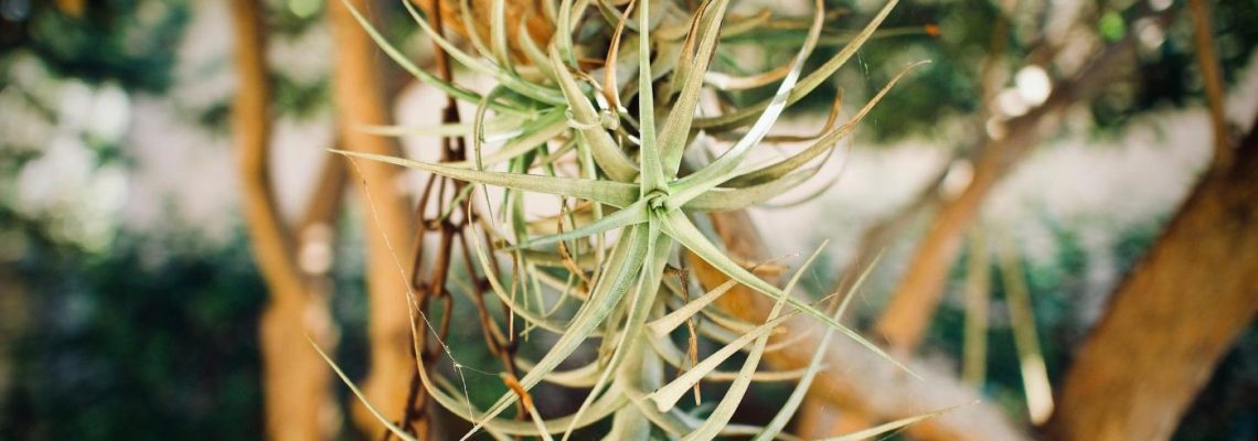 tillandsia, levegőnövény