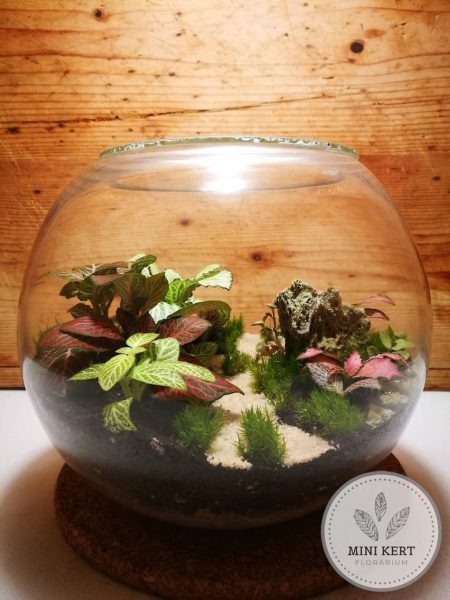 uveggomb-19-ut-es-szikla